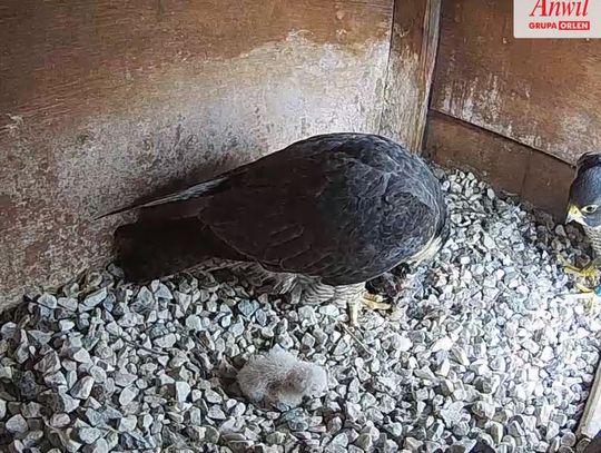 We Włocławku wykluł się sokół wędrowny