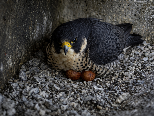 We włocławskim gnieździe sokołów są już 4 jaja. Trwa kolejny sezon lęgowy We włocławskim gnieździe sokołów są już 4 jaja. Trwa kolejny sezon lęgowy