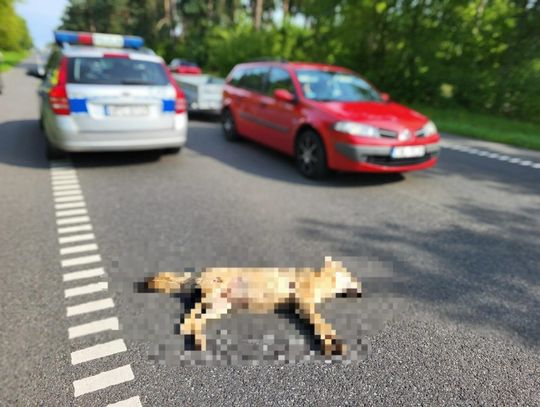 Samica Wilka potrącona na trasie Włocławek-Kowal. Jej pochodzenie zbada Uniwersytet Warszawski [zdjęcie oryginalne w treści]