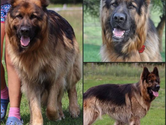 Właściciele owczarka proszą o pomoc w jego odnalezieniu! Jest nagroda