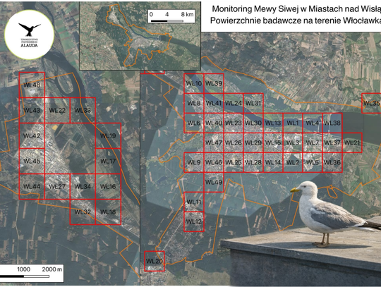 Włocławek pod obserwacją. Rusza monitoring mewy siwej nad Wisłą