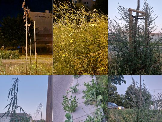 Włocławek zarośnięty chwastami. Narzekają kierowcy ale i piesi, którzy zwracają uwagę na usychanie drzewek