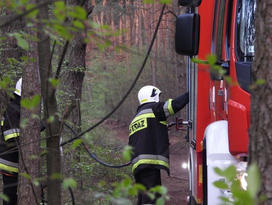 Wtórny pożar na obszarze pogorzeliska w leśnictwie Poraza