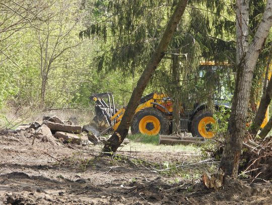 Wycinają 56 drzew, usuwają gruz i śmieci.Trwa oczyszczanie terenu miejskiego przy ulicy Lisek