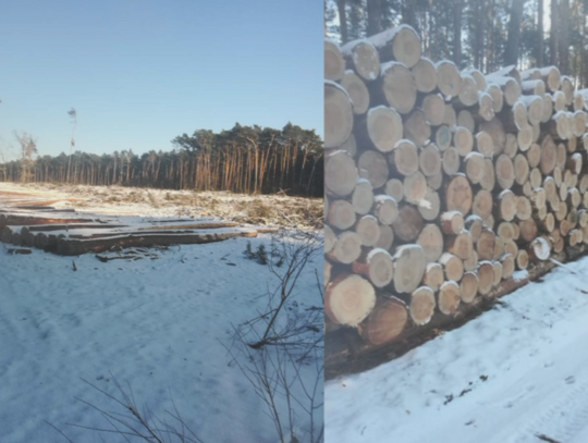 Wycinka drzew na os. Południe. W lesie prowadzone są prace sanitarne