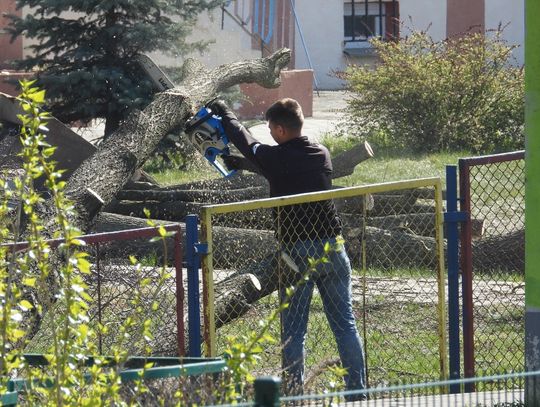 Wycinka drzew na terenie przedszkola nr 9. Mieszkaniec Włocławka pyta o powód 