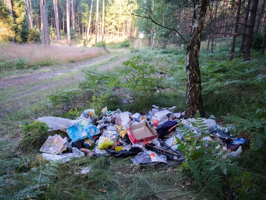 890 łamano przepisy w lasach. Mandaty na łączną kwotę 15.720 zł