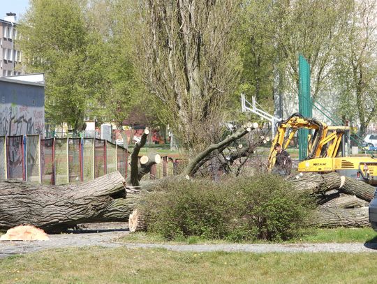 Wytną 61 drzew na terenie Włocławka. Drewno trafi do leśniczówki "Dąbrówka"