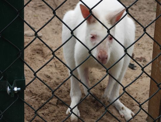 Dramatyczny atak na terenie zielonej szkoły. 5 kangurów i muflon zagryzione w Mini Zoo w Goreniu Dużym.
