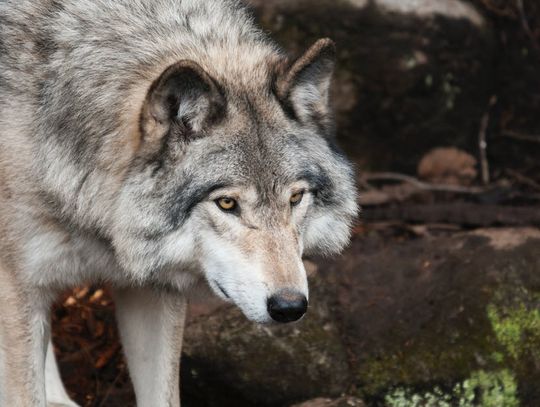 Zagryzły owce i kozy, ale głównie żywią się sarnami i dzikami. Wilki i rysie można spotkać we włocławskich lasach