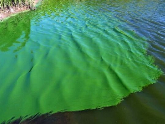 Zakaz kąpieli w kąpielisku „Plaża Choceń” na jeziorze Borzymowskim