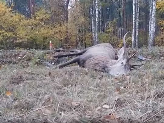 Zastrzelił jelenia. Naraził się na karę 5 lat pozbawienia wolności