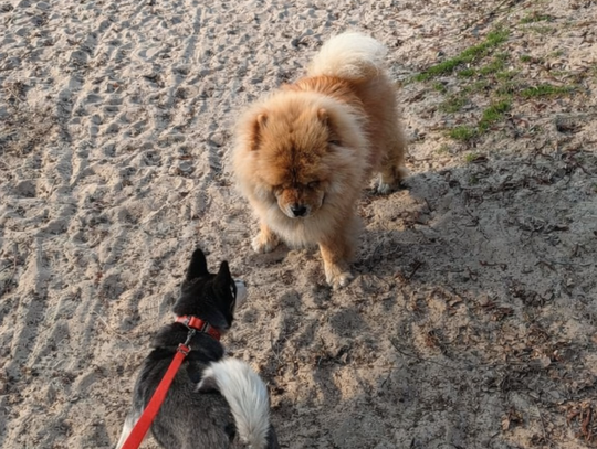 „Zawsze jest jakaś akcja”. Problem psów bez smyczy nad Jeziorem Czarnym „Zawsze jest jakaś akcja”. Problem psów bez smyczy nad Jeziorem Czarnym