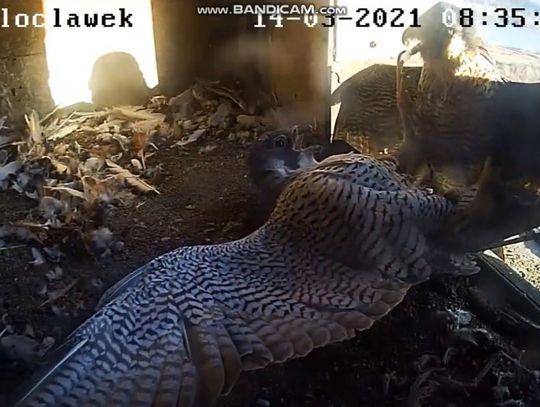 Zawzięta walka o gniazdo na kominie MPEC "Samice już w zeszłym roku się starły, ale mniej poważnie"