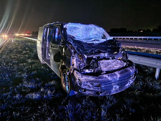 Zderzenie pojazdów z łosiem na autostradzie A1. Zwierzę nie przeżyło