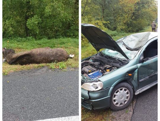 Zderzenie samochodu osobowego z łosiem. Dwie osoby poszkodowane 