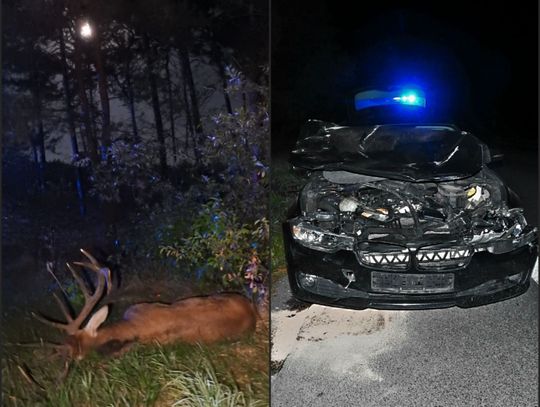 Zderzenie samochodu osobowego z jeleniem na DK 92 Włocławek-Kowal