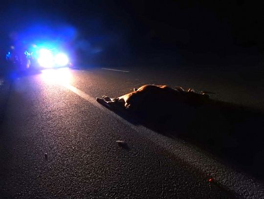 Zderzenie z łosiem na drodze Kowal-Włocławek. [Zdjęcia nie dla wrażliwych]