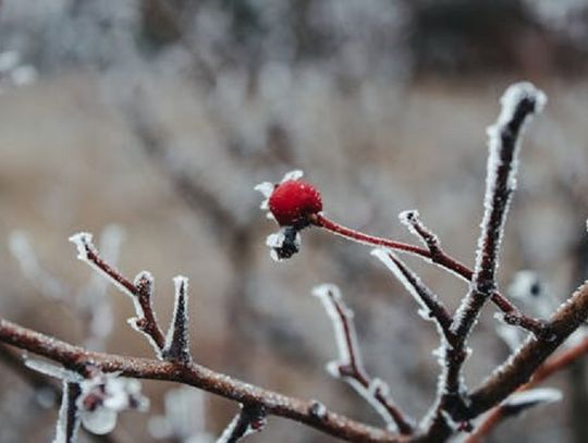 Zima nie odpuszcza. W czwartek we Włocławku do -10 stopni