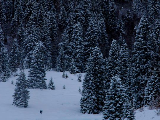 Znamy ceny choinek w Nadleśnictwie Włocławek. Jedne tańsze o połowę!