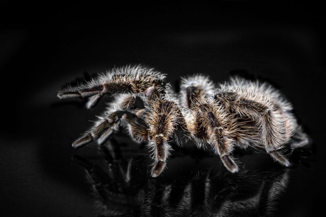 27 stycznia Centrum Kultury Browar B. opanują prawdziwe pająki!