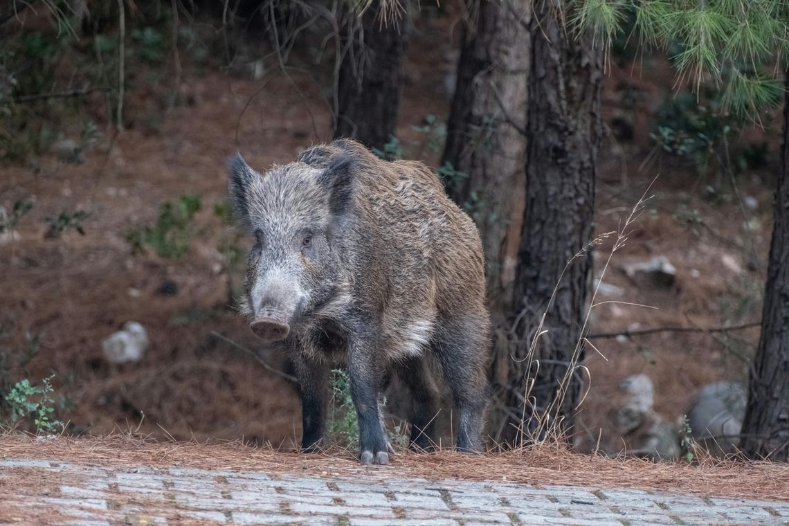 3584 dzików do odstrzału w województwie z powodu ASF. 327 w powiecie włocławskim