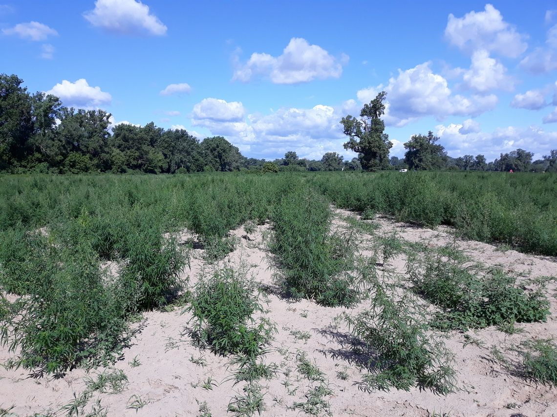 4 hektary plantacji konopi indyjskich ujawniła policja w rejonie rzeki Wisły