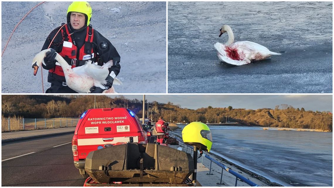 Akcja na zbiorniku włocławskim. WOPR uratował rannego łabędzia Akcja na zbiorniku włocławskim. WOPR uratował rannego łabędzia