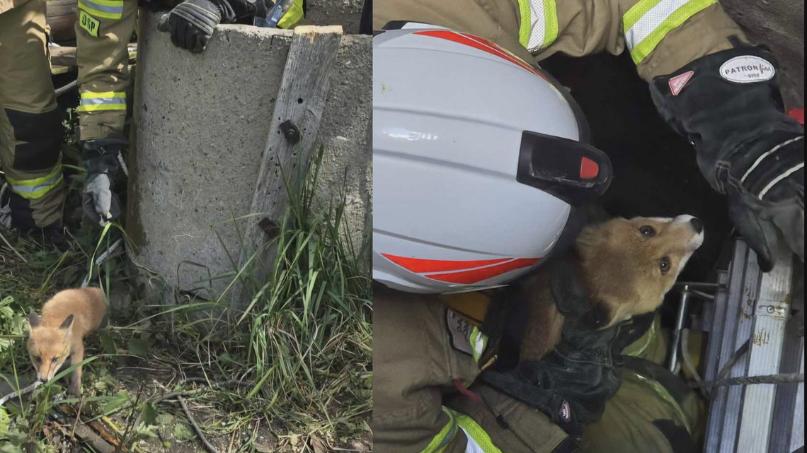 Akcja ratunkowa w Modzerowie. Strażacy wyciągnęli młodego lisa ze studni?