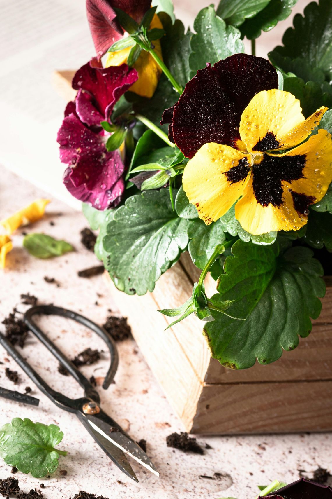 Będą rozdawać sadzonki bratków z placu Wolności. Sprawdź kiedy Będą rozdawać sadzonki bratków z placu Wolności. Sprawdź kiedy