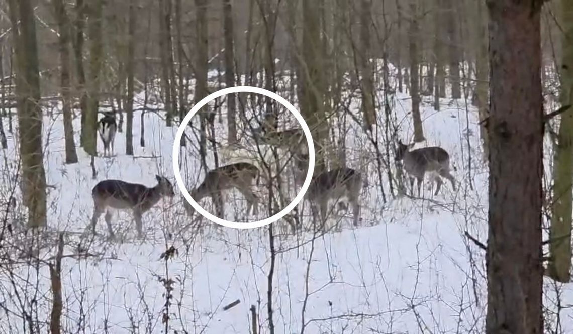 Biały daniel we włocławskich lasach. Niezwykłe nagranie z okolic Fabianek [wideo]