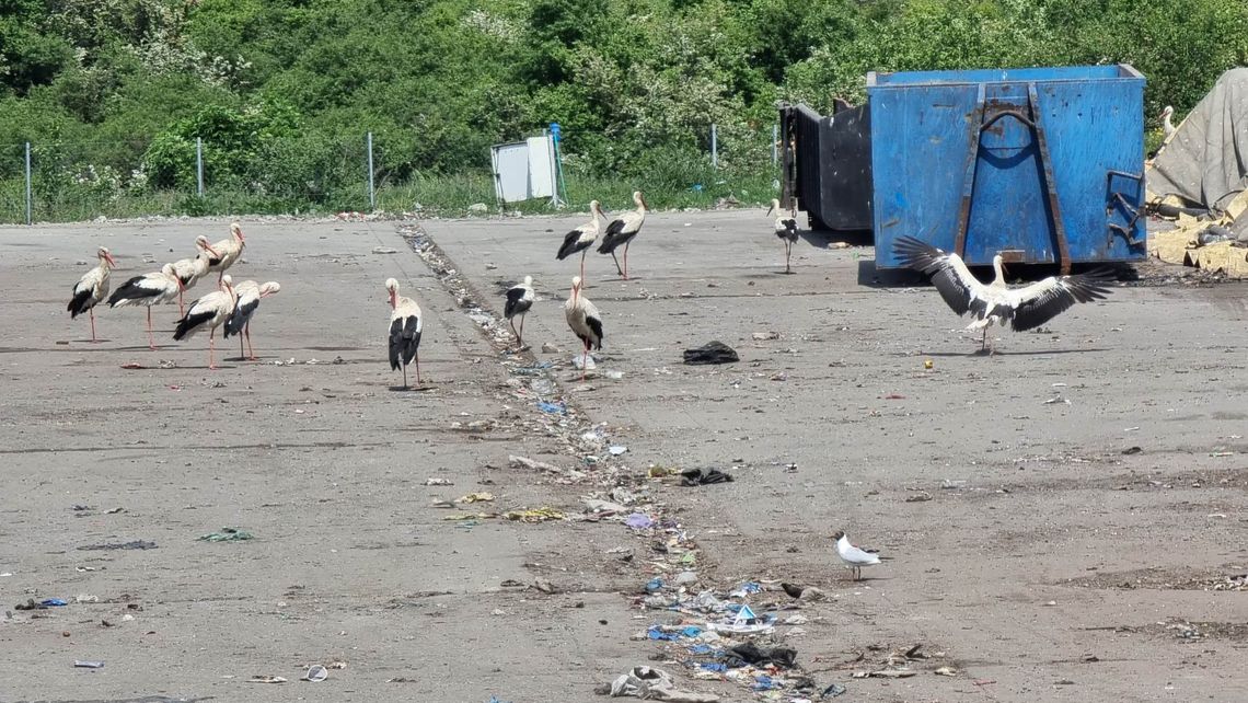 Bociany żerują na wysypisku w Machnaczu. To stanowi zagrożenie dla ich zdrowia i życia