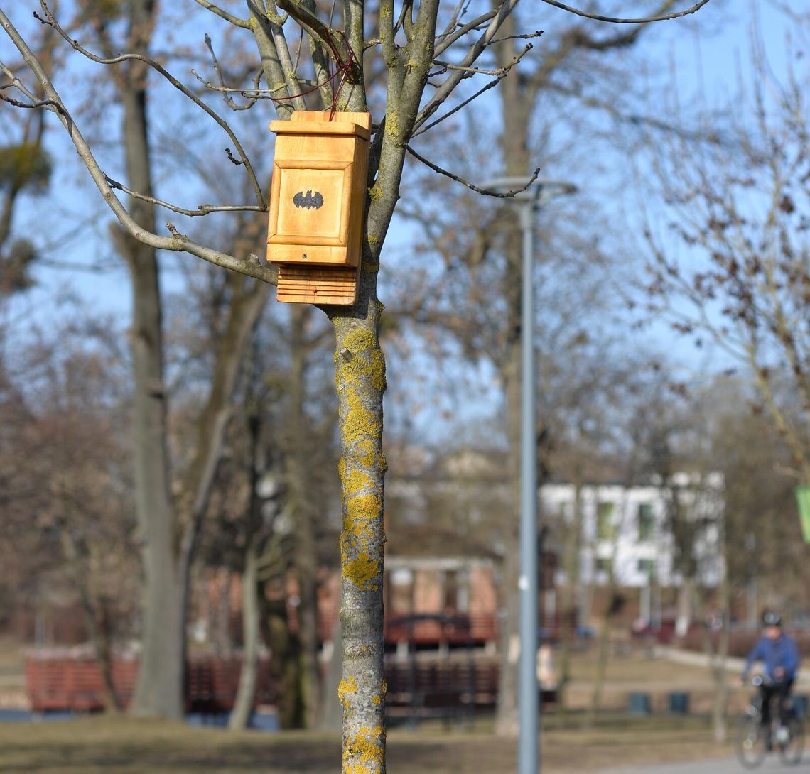 Budki dla nietoperzy w parku na Słodowie