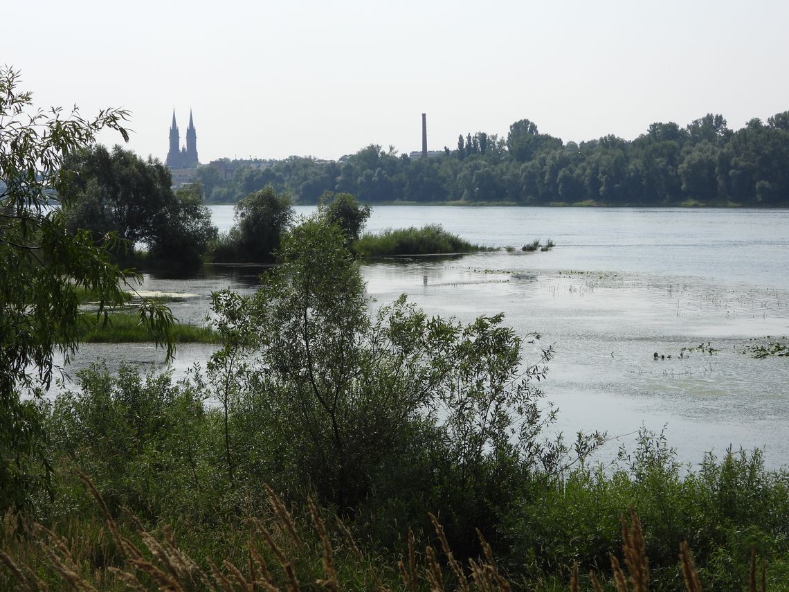 Bulwary, park im. H. Sienkiewicza, część terenów Zawiśla i Płockiej zostaną dziś opryskane