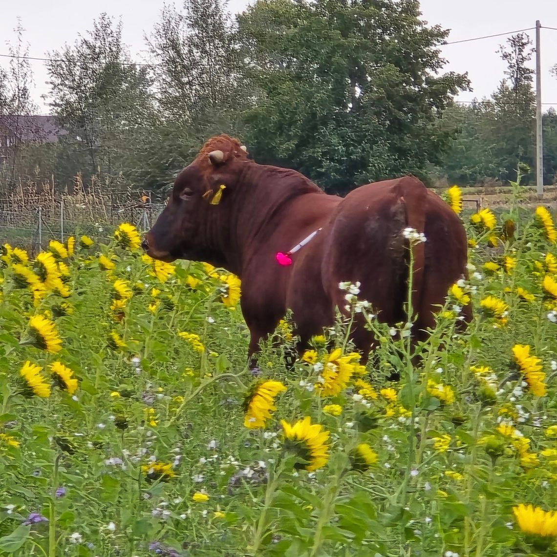 Byk uciekł z posesji. Zwierzę było agresywne