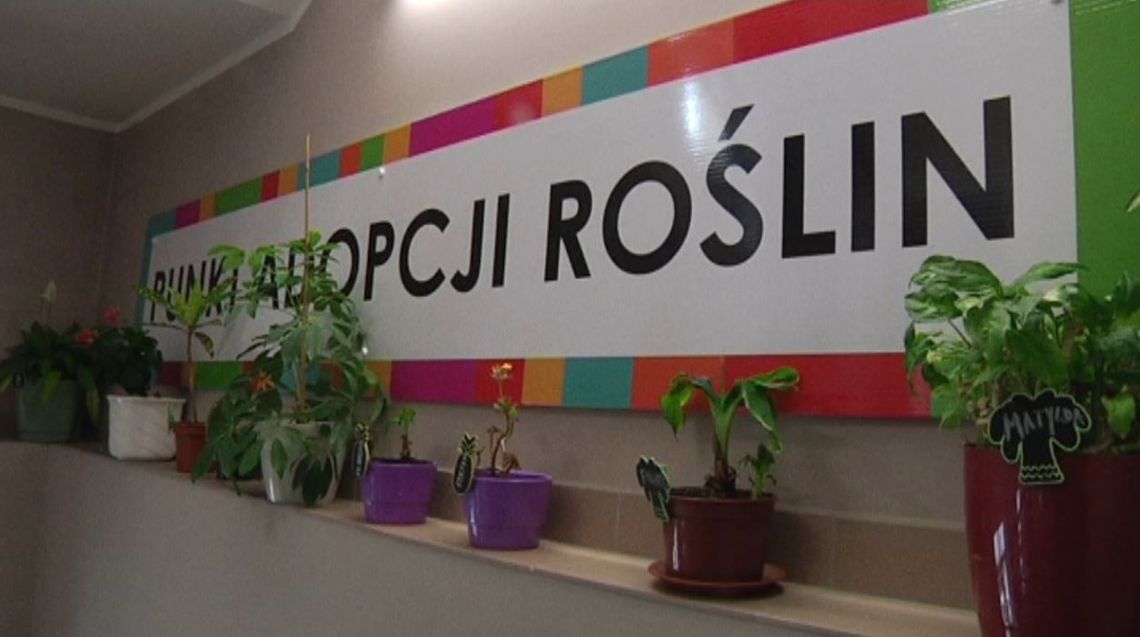 Centrum Wolontariatu otworzyło "Punkt adopcji roślin"- mają nawet imiona...