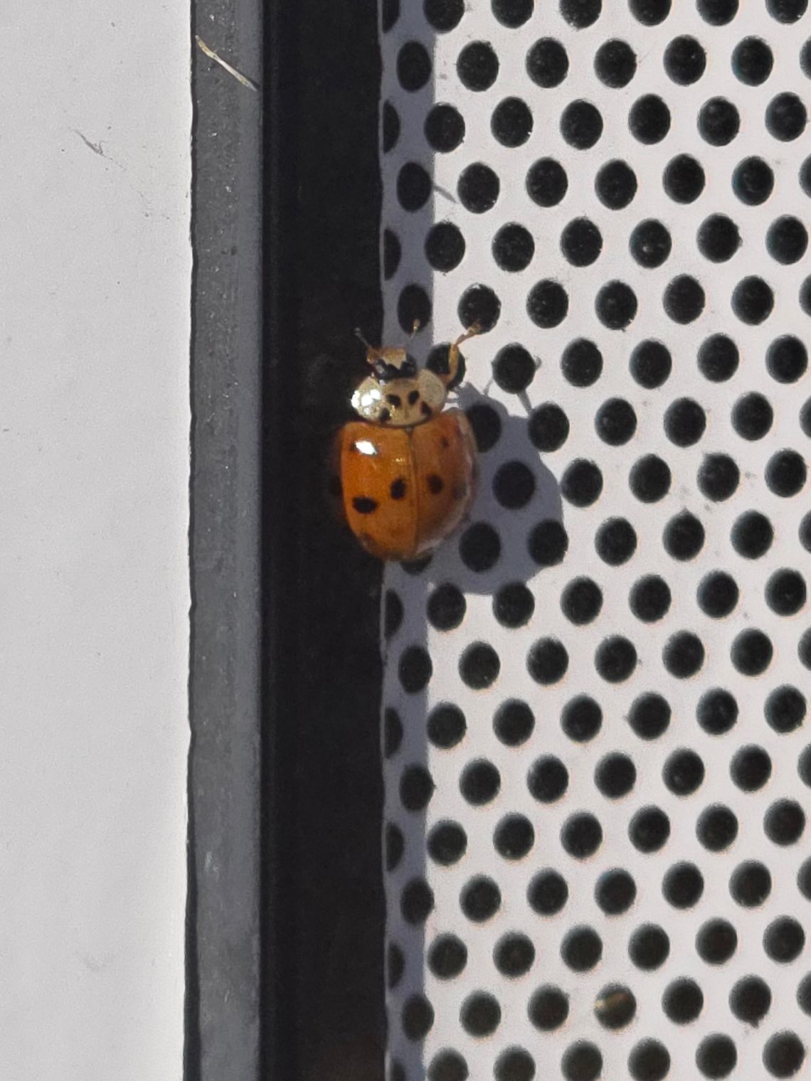 Ciepła jesień przyciągnęła biedronki azjatyckie. Mieszkańcy Włocławka zaskoczeni ich liczbą