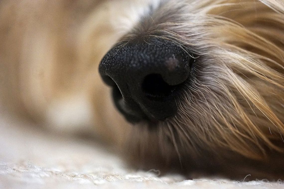Co dalej ze sprawą psa pozostawionego pod Biedronką? Schronisko przekazało informację