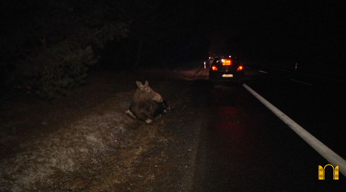 Coraz więcej zwierząt pojawia się na drogach. Policjanci apelują o ostrożność