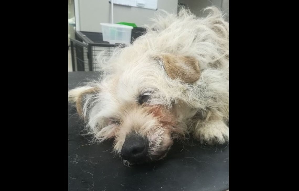 Czemu cała Polska ratuje Karmelka? Przeczytaj! Czemu cała Polska ratuje Karmelka? Przeczytaj!