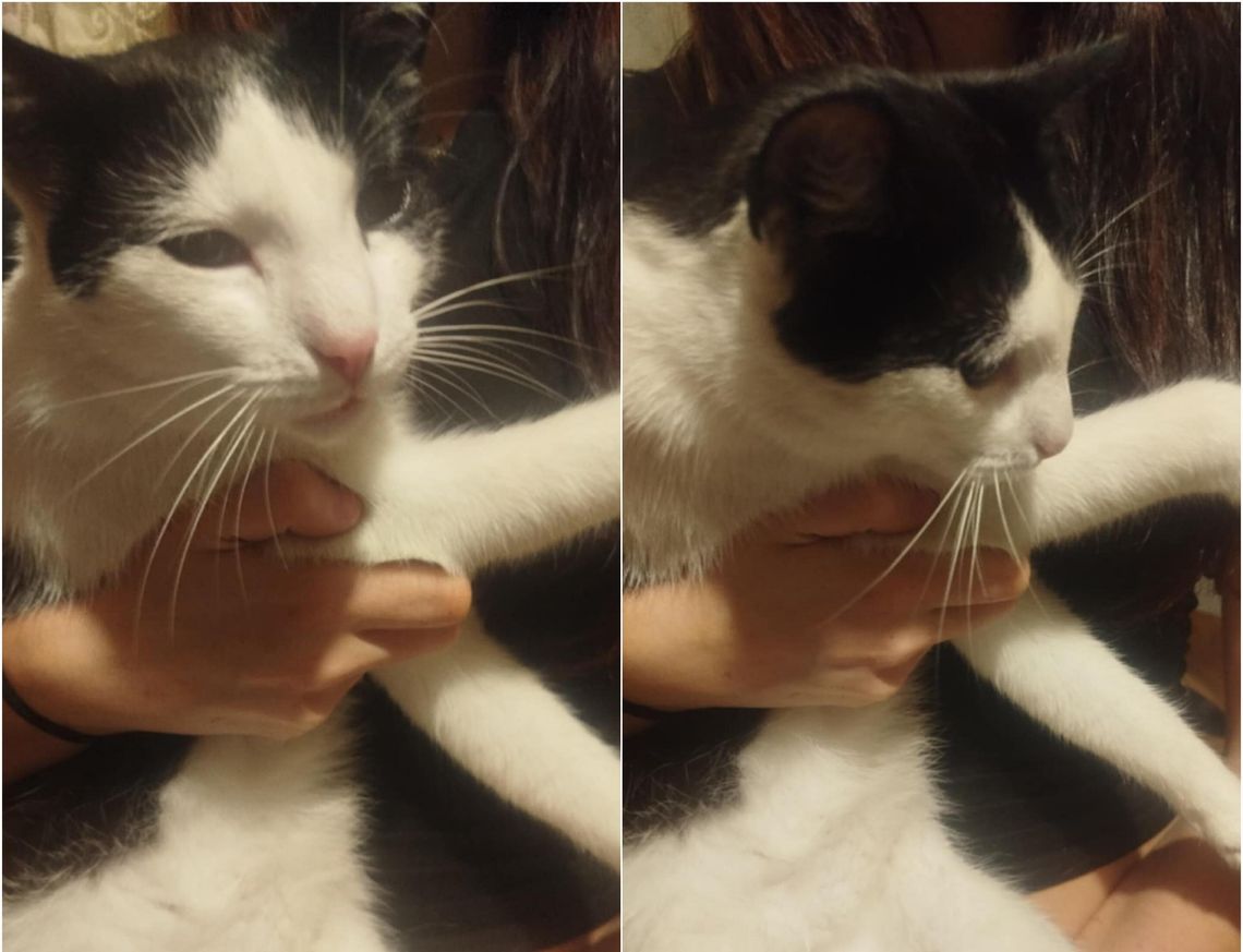 Czy ktoś szuka kota? Zadbana kotka znaleziona na Chopina. Pilnie potrzebny dom