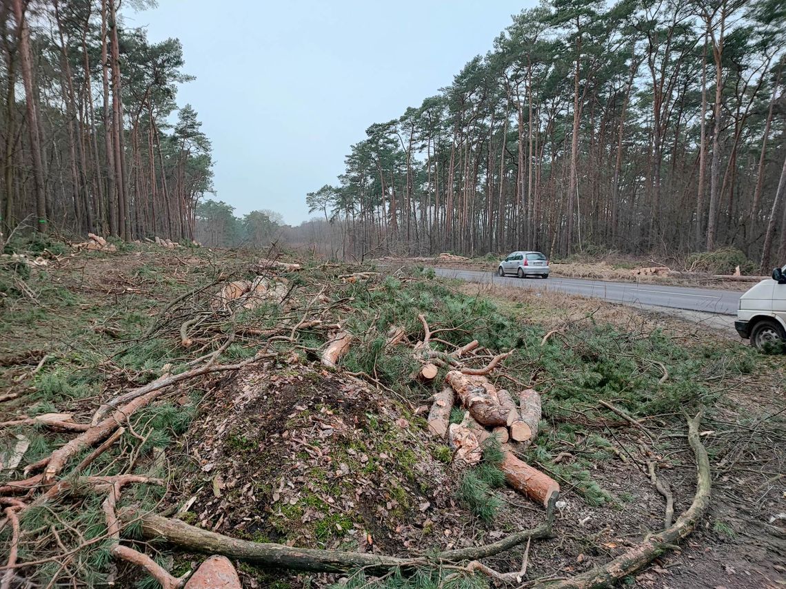 Do końca lutego zniknie 11,5 ha lasu między os. Michelin a ul. Wiejską