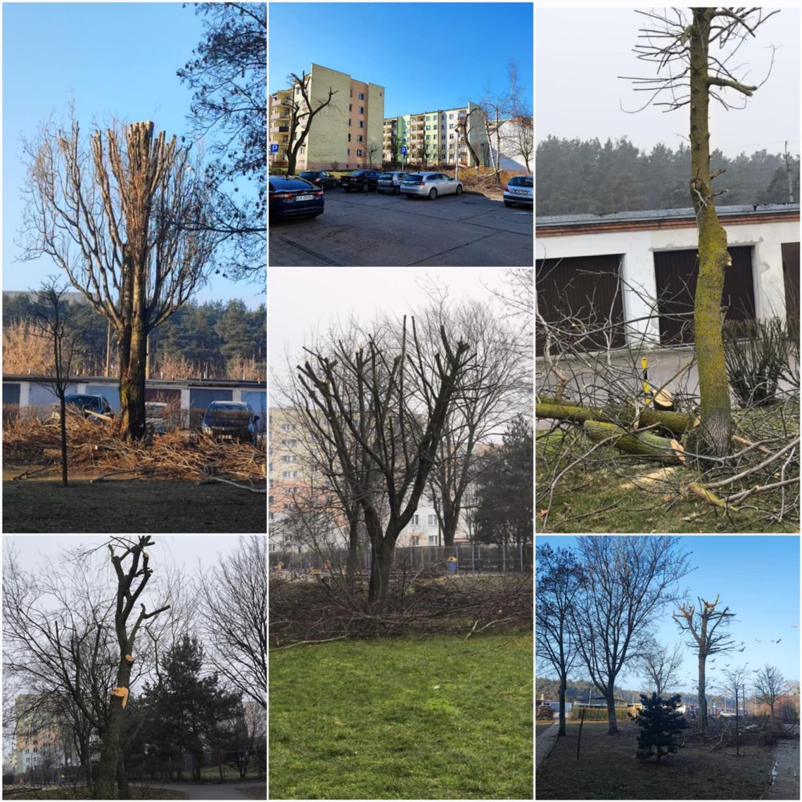 Drzewa na os. Zazamcze straciły korony. Mieszkańcy są oburzeni