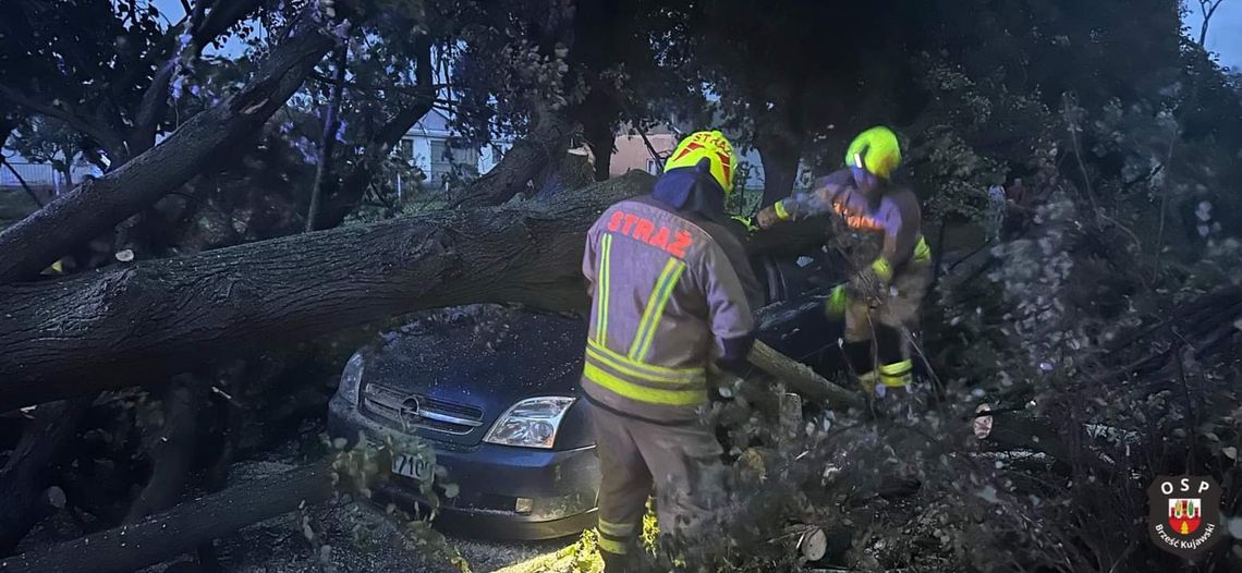 Drzewo runęło na jadący drogą pojazd