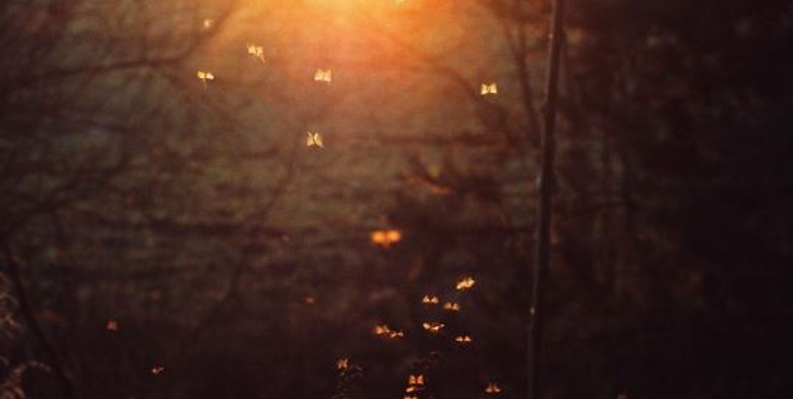 Dziś ruszają opryski na meszki. Pierwszy zabieg o 19:00