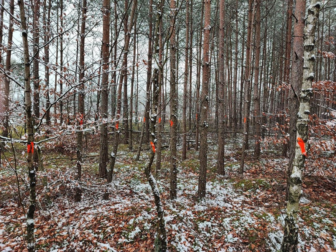 Farba na drzewach w okolicznych lasach. Te drzewa zostaną wycięte