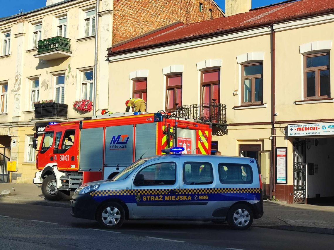 Gołąb nielot postawił na nogi włocławskie służby. Trafił do weterynarza