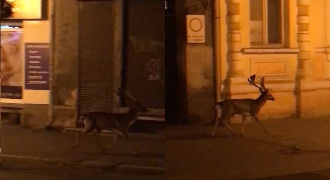 Gość z lasu biegał w nocy po centrum Włocławka [video]