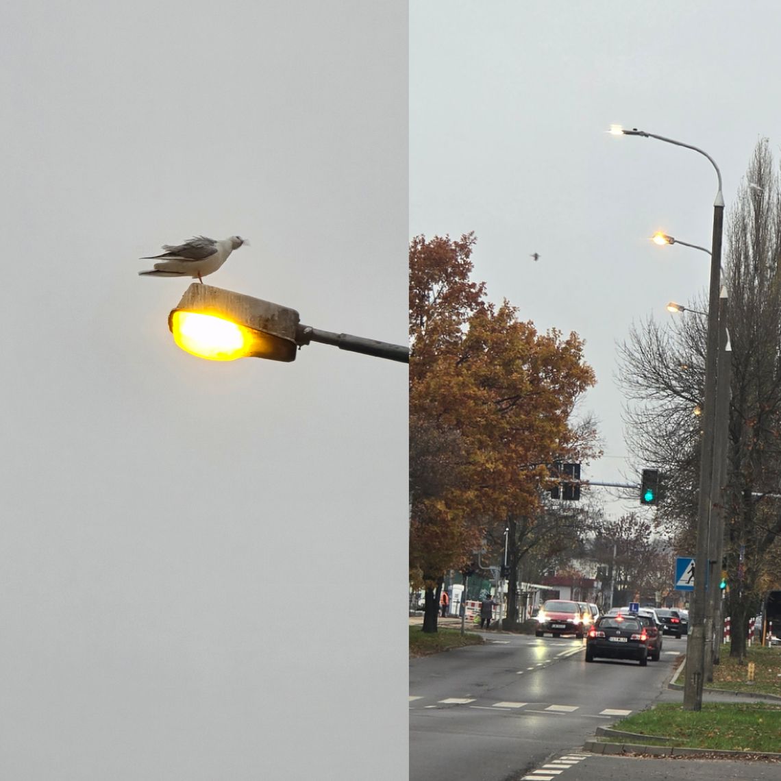 "Jaśnie oświecona" ul. Kaliska. Dlaczego latarnie świeciły w ciągu dnia?