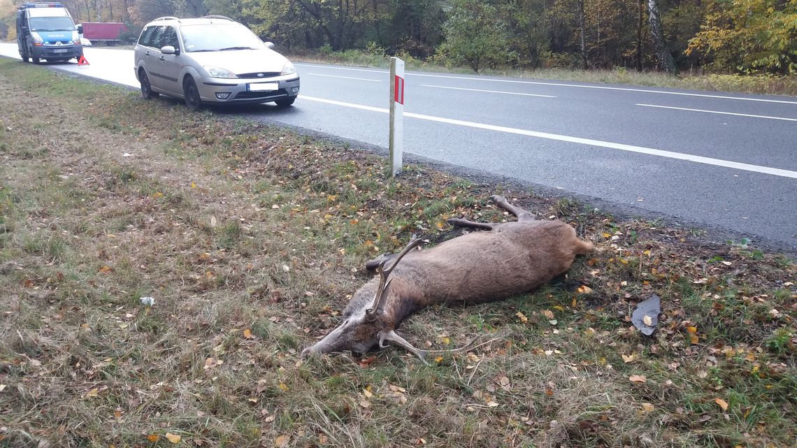 Jeleń wybiegł z lasu prosto pod koła auta ciężarowego